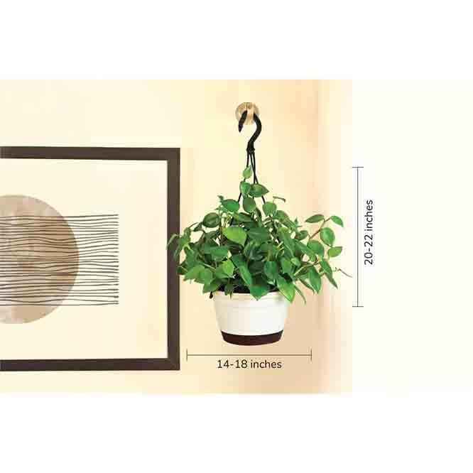 Buy Ugaoo Peperomia Green Creeper with Hanging Planter Live Plants from Vaaree