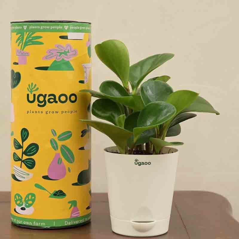 Buy Ugaoo Peperomia Green Plant Live Plants from Vaaree