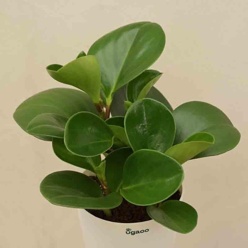 Buy Ugaoo Peperomia Green Plant Live Plants from Vaaree