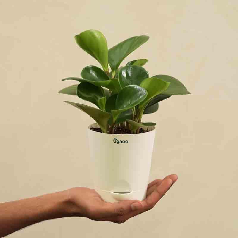 Buy Ugaoo Peperomia Green Plant Live Plants from Vaaree