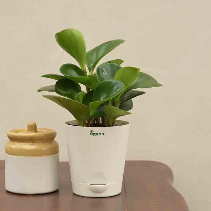 Buy Ugaoo Peperomia Green Plant Live Plants from Vaaree