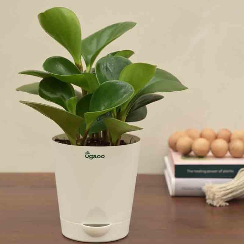 Buy Ugaoo Peperomia Green Plant Live Plants from Vaaree