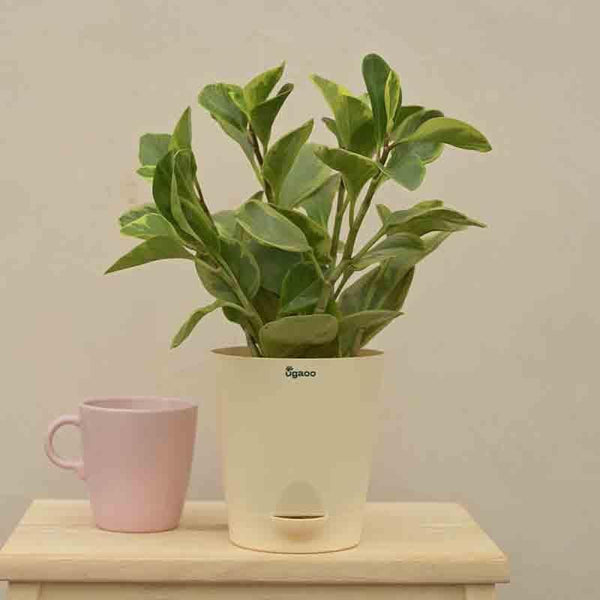 Buy Ugaoo Peperomia Plant Variegated - Medium Live Plants from Vaaree