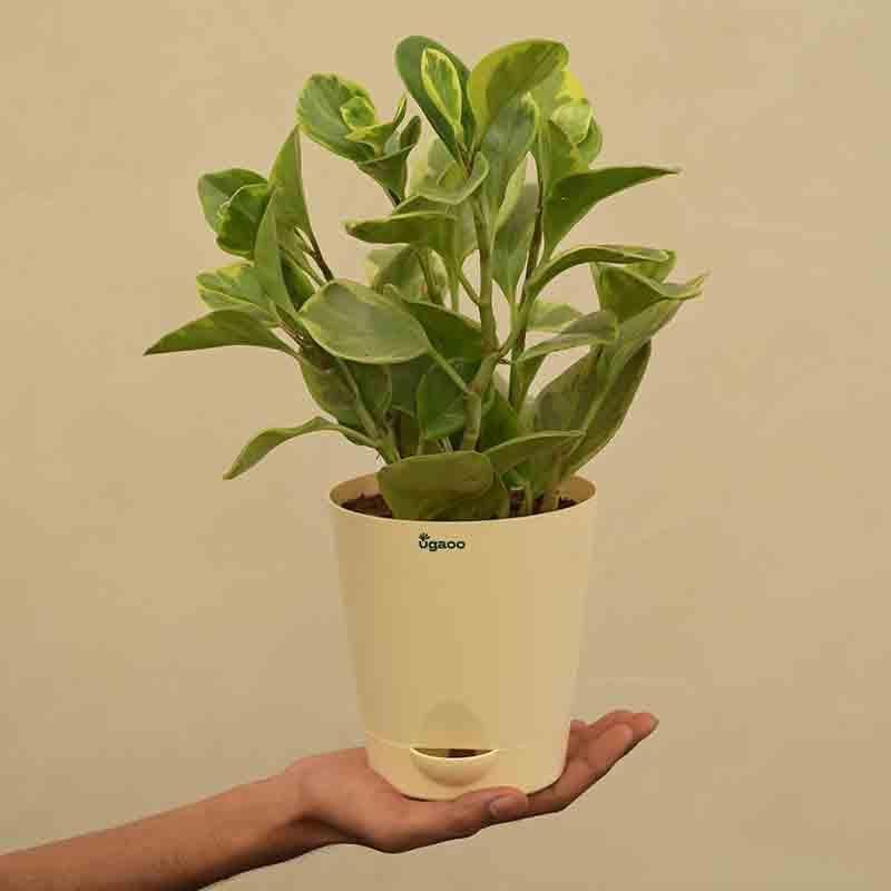 Buy Ugaoo Peperomia Plant Variegated - Medium Live Plants from Vaaree