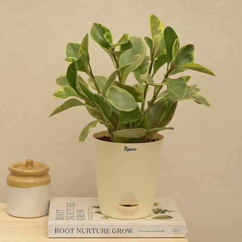 Buy Ugaoo Peperomia Plant Variegated - Medium Live Plants from Vaaree