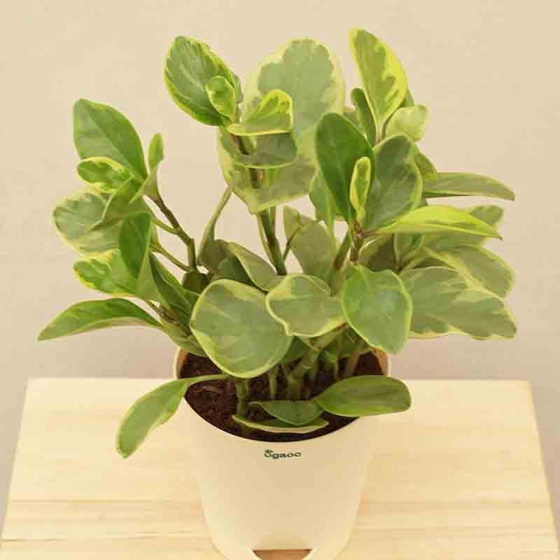 Buy Ugaoo Peperomia Plant Variegated - Medium Live Plants from Vaaree