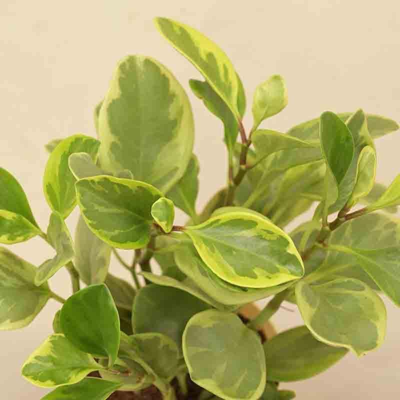 Buy Ugaoo Peperomia Plant Variegated - Medium Live Plants from Vaaree