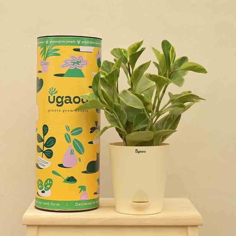 Buy Ugaoo Peperomia Plant Variegated - Medium Live Plants from Vaaree