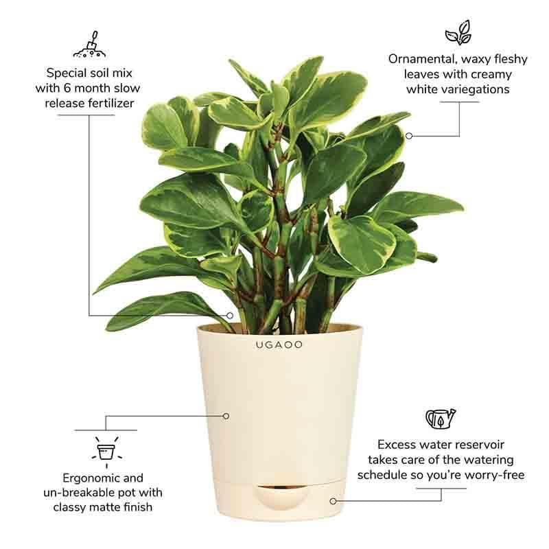 Buy Ugaoo Peperomia Plant Variegated - Medium Live Plants from Vaaree