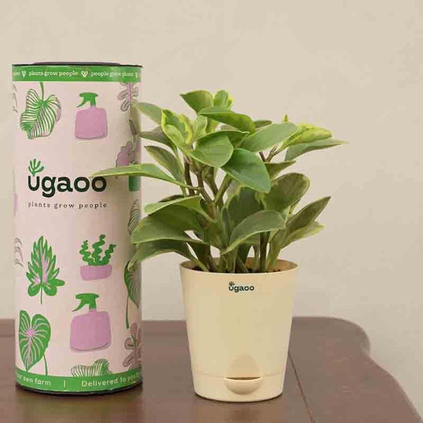 Buy Ugaoo Peperomia Variegated Plant - Small Live Plants from Vaaree