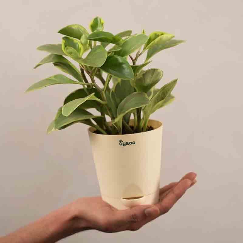 Buy Ugaoo Peperomia Variegated Plant - Small Live Plants from Vaaree