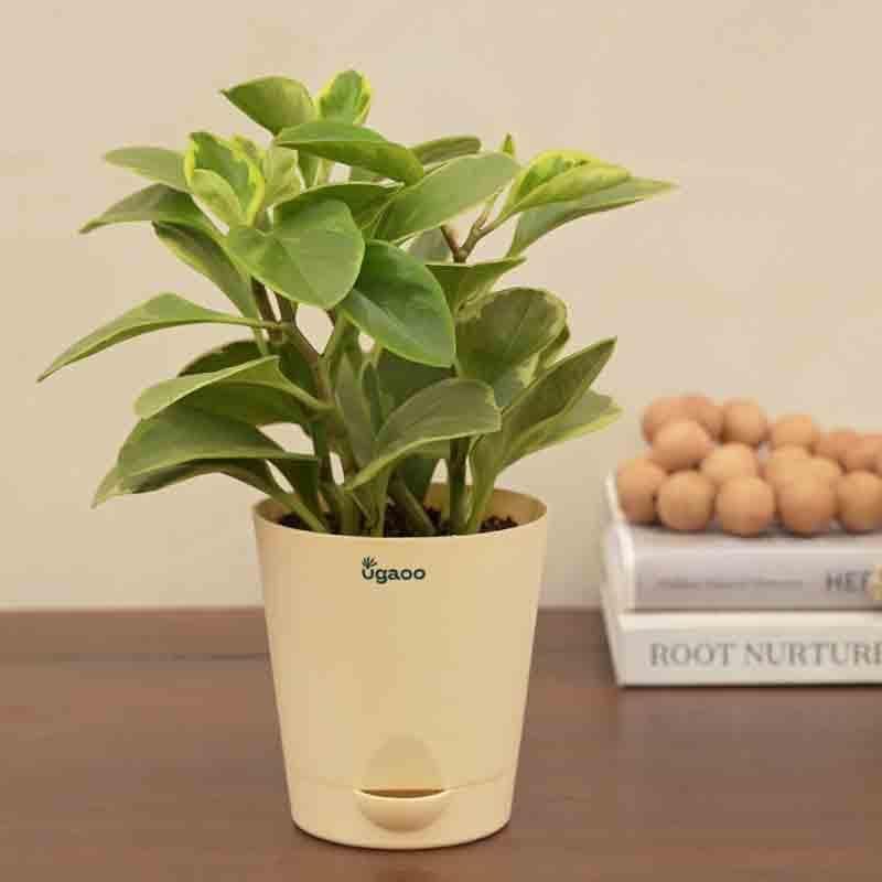 Buy Ugaoo Peperomia Variegated Plant - Small Live Plants from Vaaree