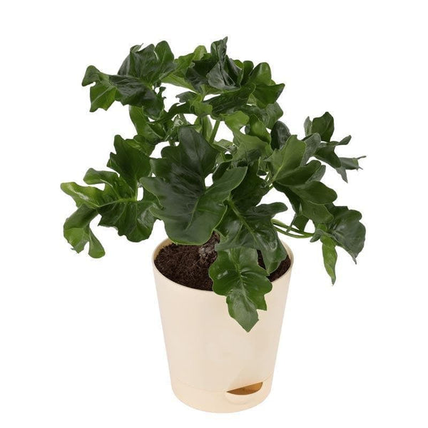 Buy Ugaoo Philodendron Atom Plant Live Plants from Vaaree