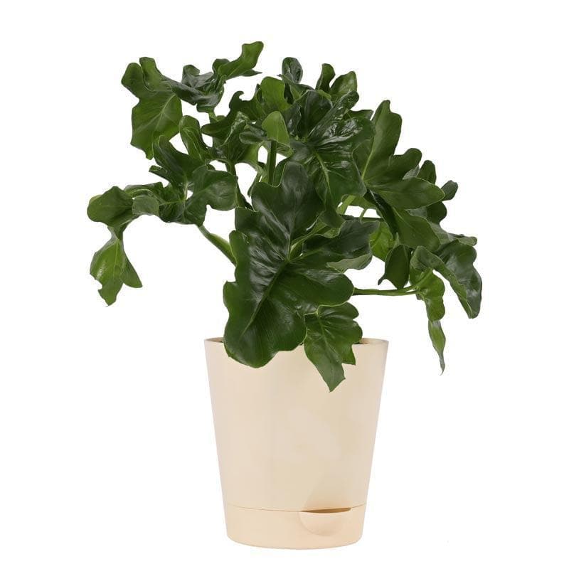 Buy Ugaoo Philodendron Atom Plant Live Plants from Vaaree