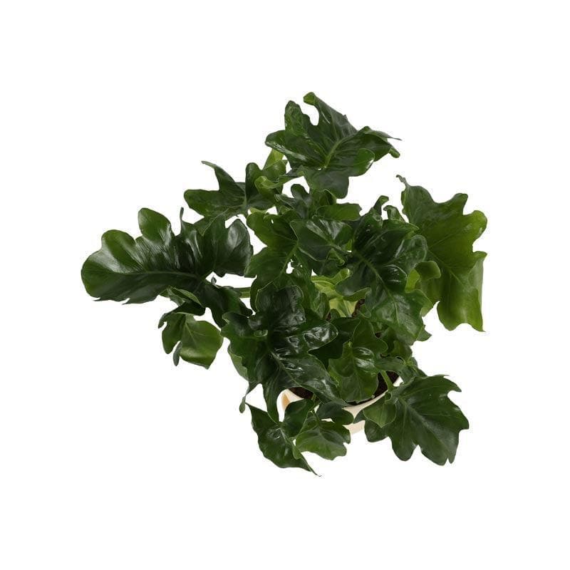 Buy Ugaoo Philodendron Atom Plant Live Plants from Vaaree