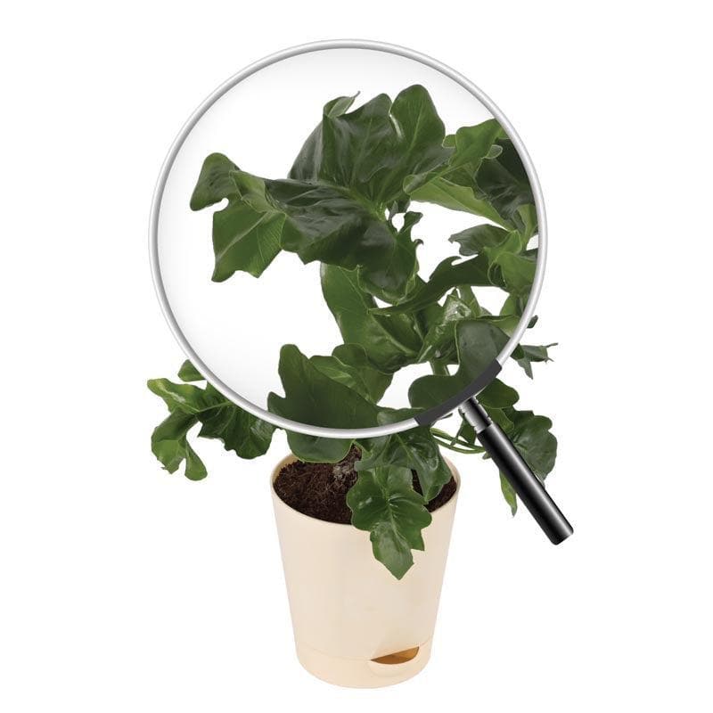 Buy Ugaoo Philodendron Atom Plant Live Plants from Vaaree