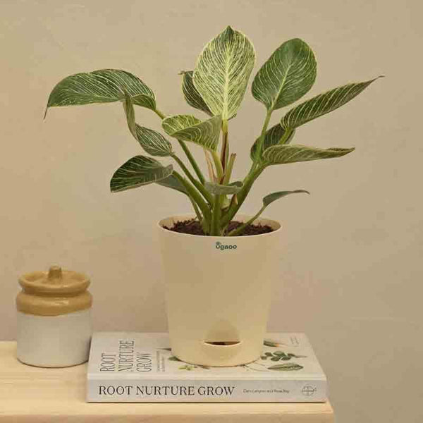 Buy Ugaoo Philodendron Birkin Plant - Medium Live Plants from Vaaree