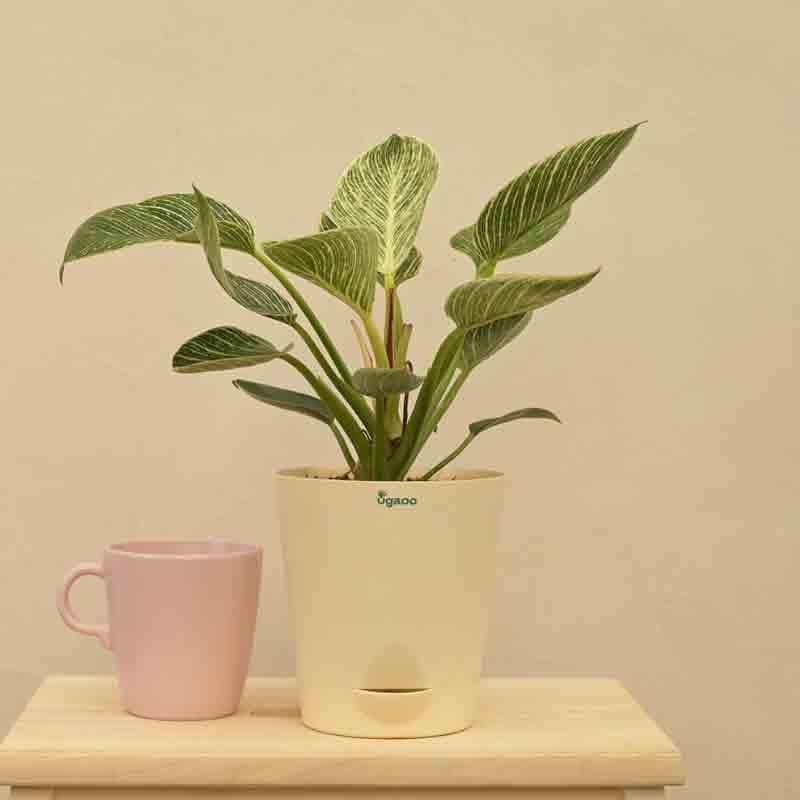 Buy Ugaoo Philodendron Birkin Plant - Medium Live Plants from Vaaree