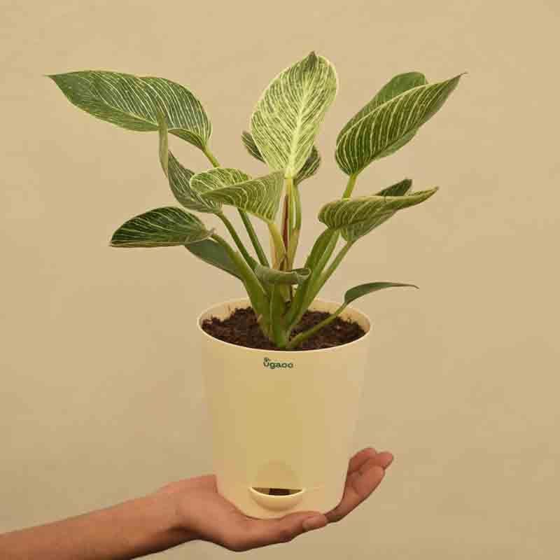 Buy Ugaoo Philodendron Birkin Plant - Medium Live Plants from Vaaree