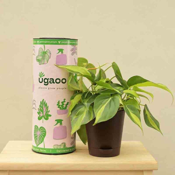 Buy Ugaoo Philodendron Brasil Plant Live Plants from Vaaree