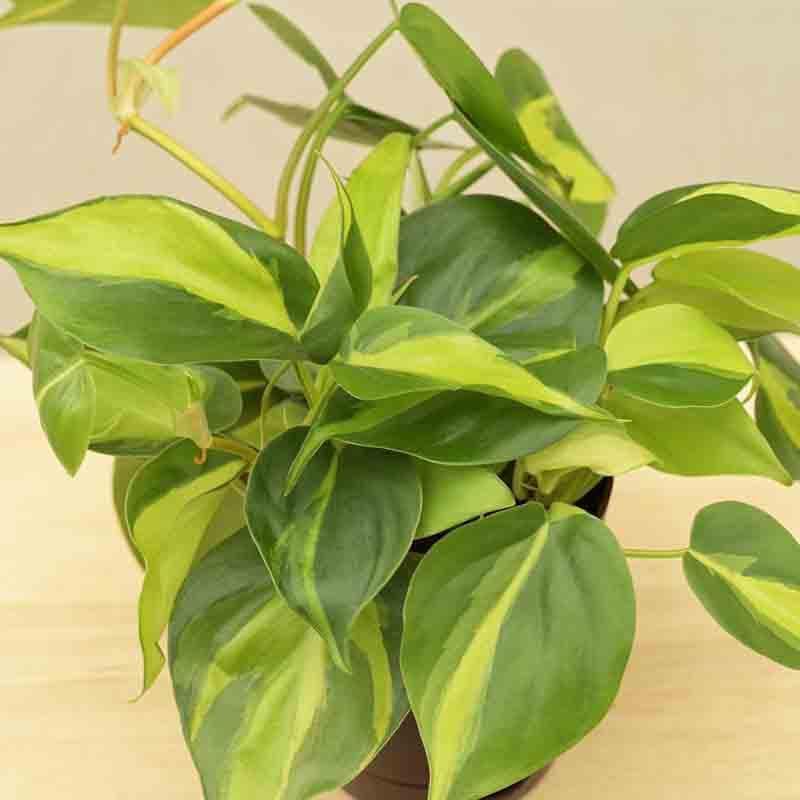 Buy Ugaoo Philodendron Brasil Plant Live Plants from Vaaree