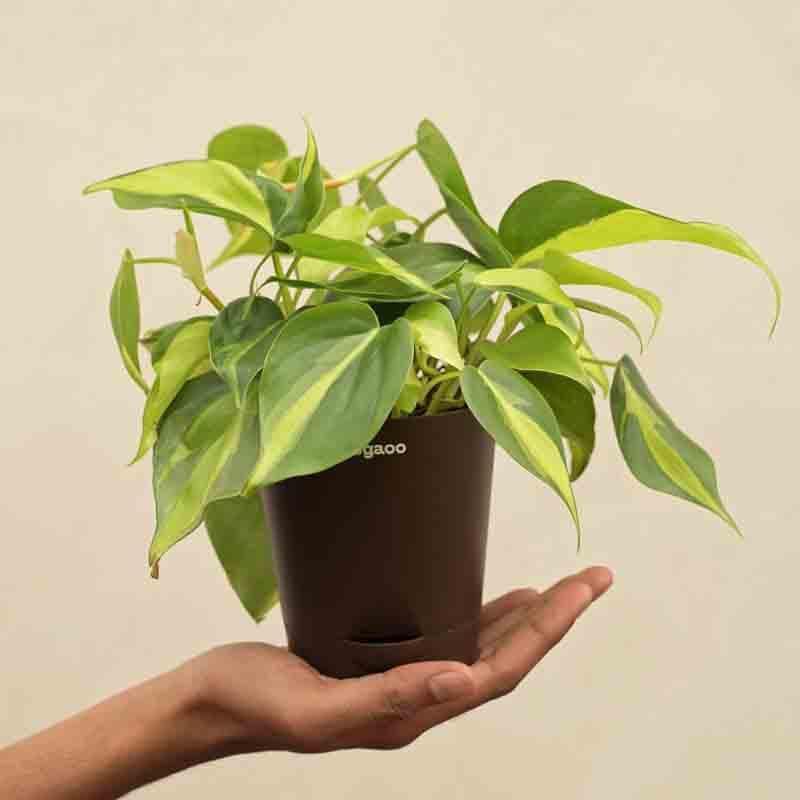 Buy Ugaoo Philodendron Brasil Plant Live Plants from Vaaree