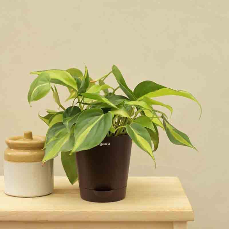 Buy Ugaoo Philodendron Brasil Plant Live Plants from Vaaree