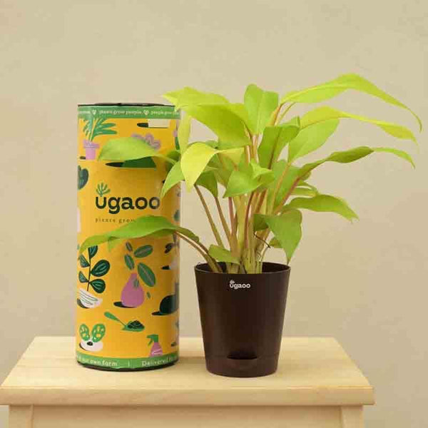 Buy Ugaoo Philodendron Ceylon Golden Plant Live Plants from Vaaree