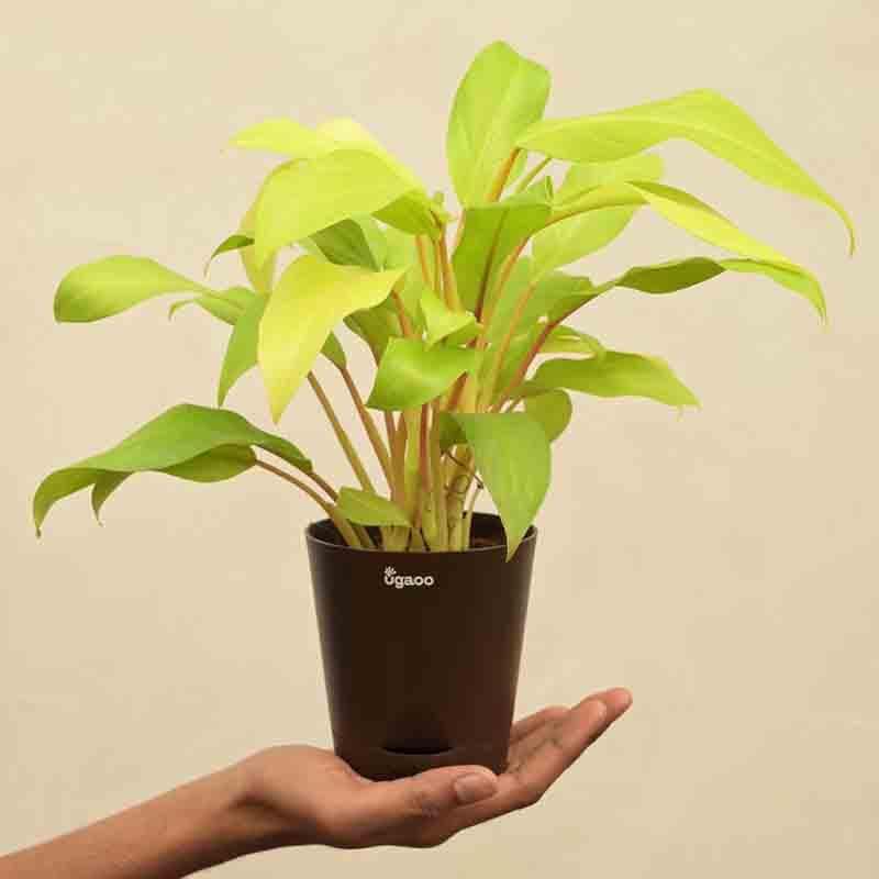 Buy Ugaoo Philodendron Ceylon Golden Plant Live Plants from Vaaree