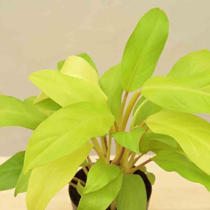 Buy Ugaoo Philodendron Ceylon Golden Plant Live Plants from Vaaree