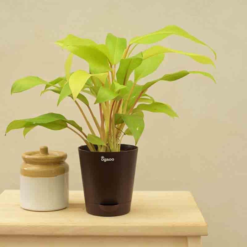 Buy Ugaoo Philodendron Ceylon Golden Plant Live Plants from Vaaree