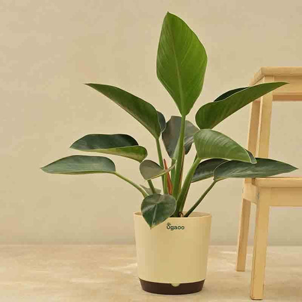 Buy Live Plants - Ugaoo Philodendron Congo Plant at Vaaree online