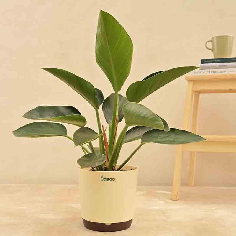 Buy Ugaoo Philodendron Congo Plant Live Plants from Vaaree