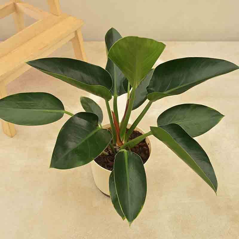 Buy Ugaoo Philodendron Congo Plant Live Plants from Vaaree