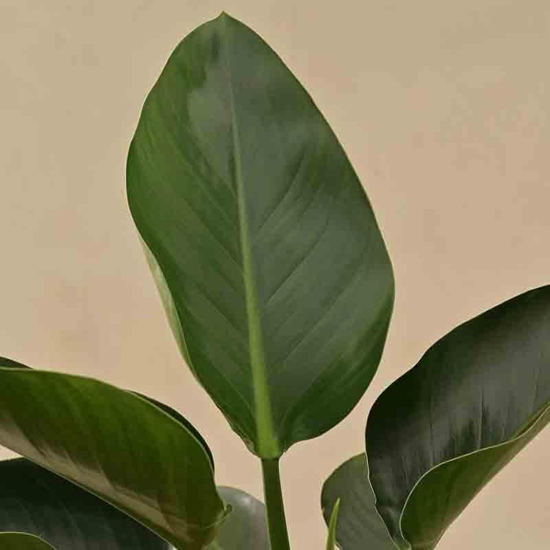 Buy Ugaoo Philodendron Congo Plant Live Plants from Vaaree