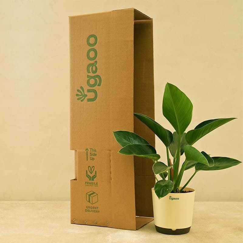 Buy Ugaoo Philodendron Congo Plant Live Plants from Vaaree