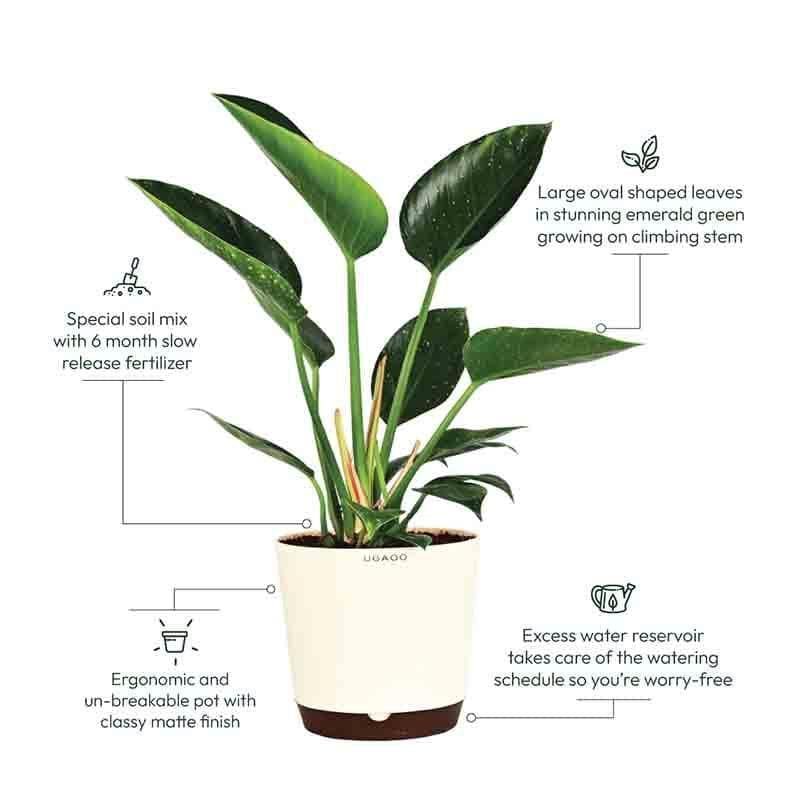 Buy Ugaoo Philodendron Congo Plant Live Plants from Vaaree