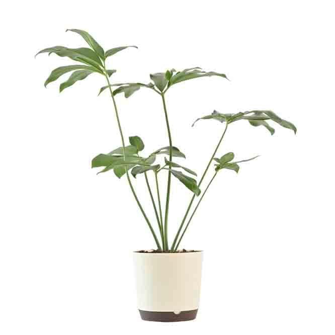 Buy Ugaoo Philodendron Goeldii Plant Live Plants from Vaaree