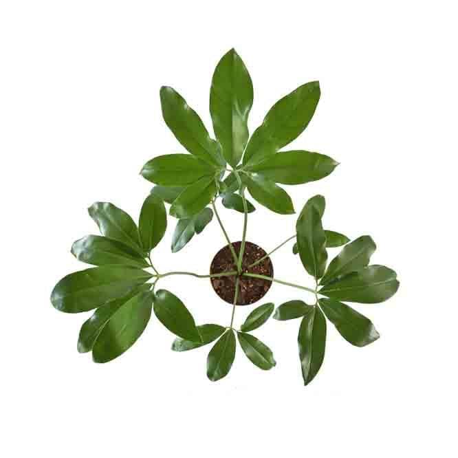 Buy Ugaoo Philodendron Goeldii Plant Live Plants from Vaaree