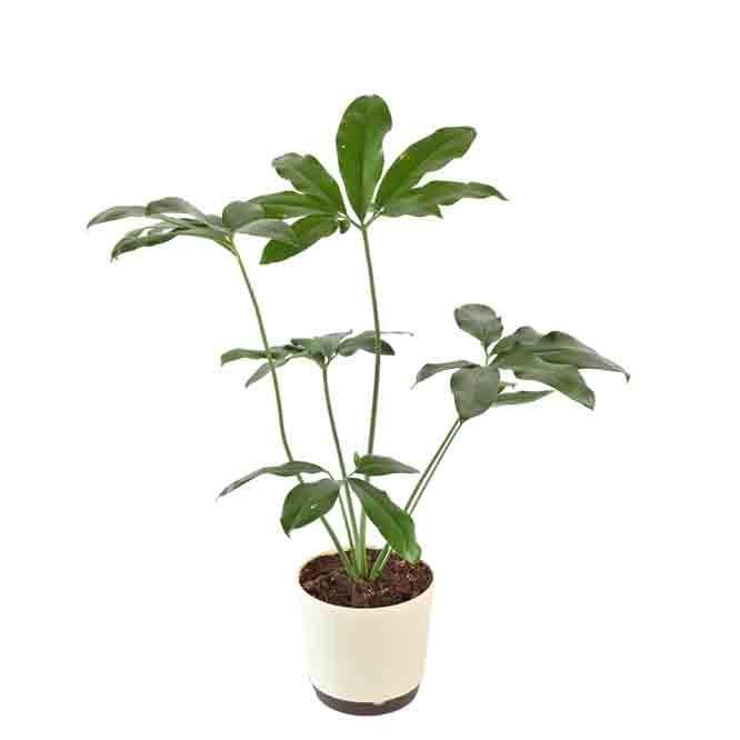 Buy Ugaoo Philodendron Goeldii Plant Live Plants from Vaaree