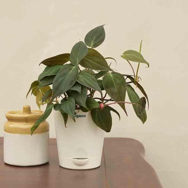 Buy Ugaoo Philodendron Micans Plant Live Plants from Vaaree