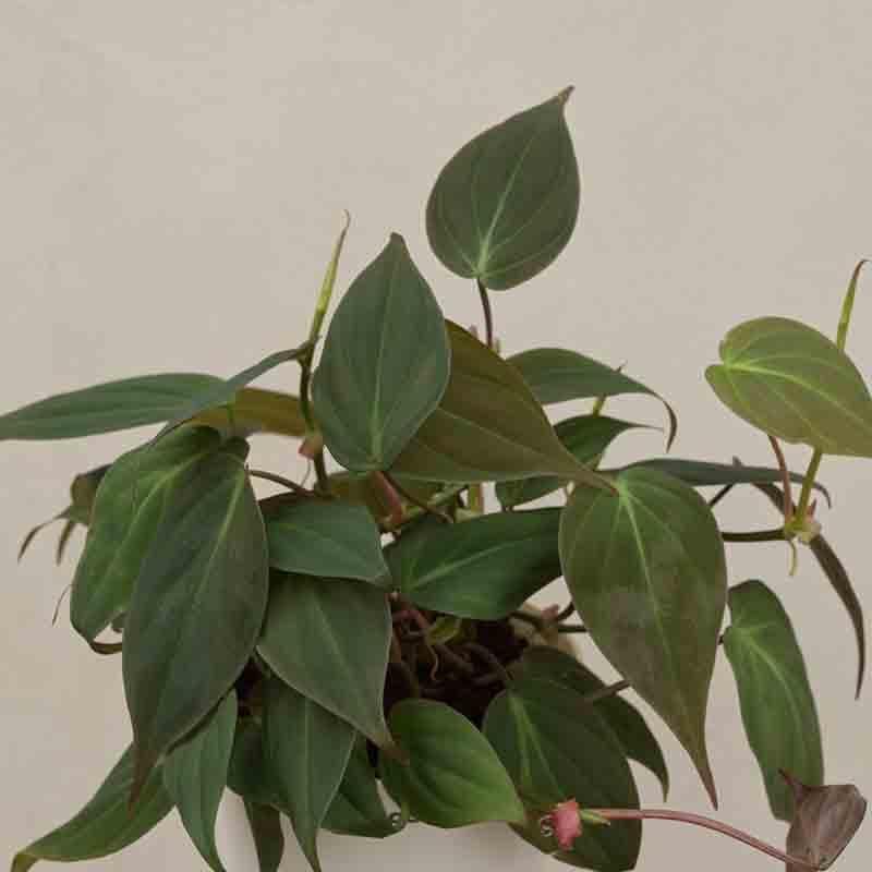 Buy Ugaoo Philodendron Micans Plant Live Plants from Vaaree