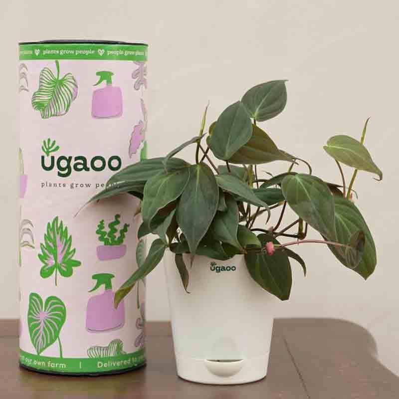 Buy Ugaoo Philodendron Micans Plant Live Plants from Vaaree