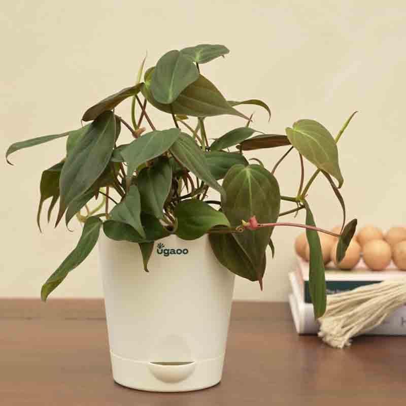 Buy Ugaoo Philodendron Micans Plant Live Plants from Vaaree