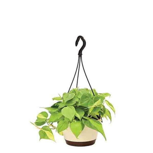 Buy Ugaoo Philodendron Oxycardium Brasil With Hanging Pot Live Plants from Vaaree