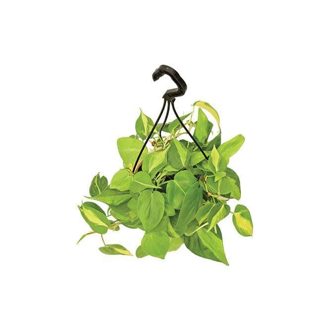 Buy Ugaoo Philodendron Oxycardium Brasil With Hanging Pot Live Plants from Vaaree