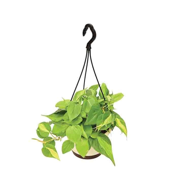 Buy Ugaoo Philodendron Oxycardium Brasil With Hanging Pot Live Plants from Vaaree