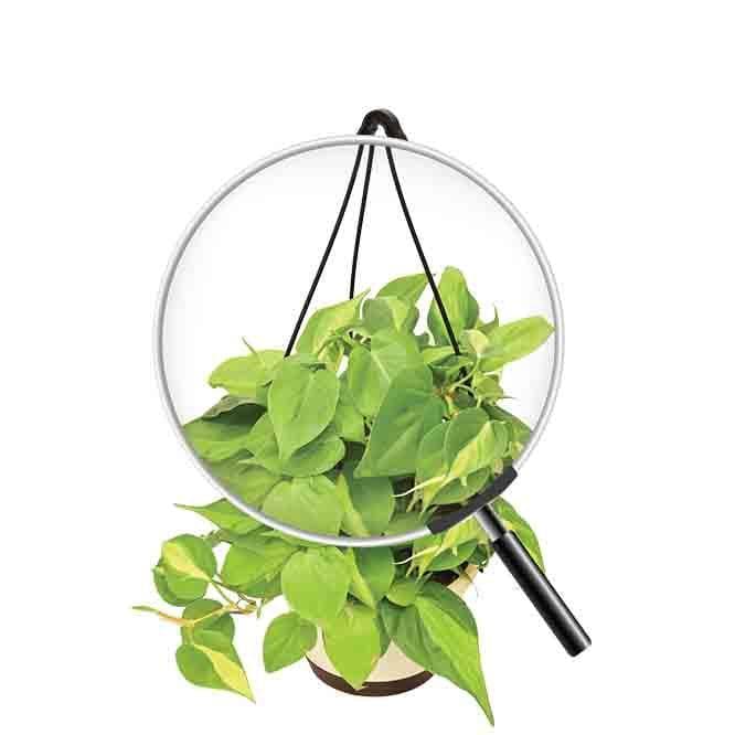 Buy Ugaoo Philodendron Oxycardium Brasil With Hanging Pot Live Plants from Vaaree