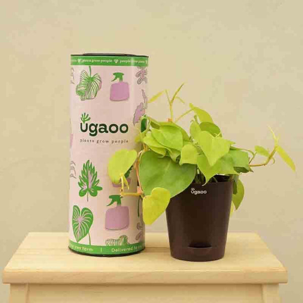 Buy Ugaoo Philodendron Oxycardium Golden Plant Live Plants from Vaaree