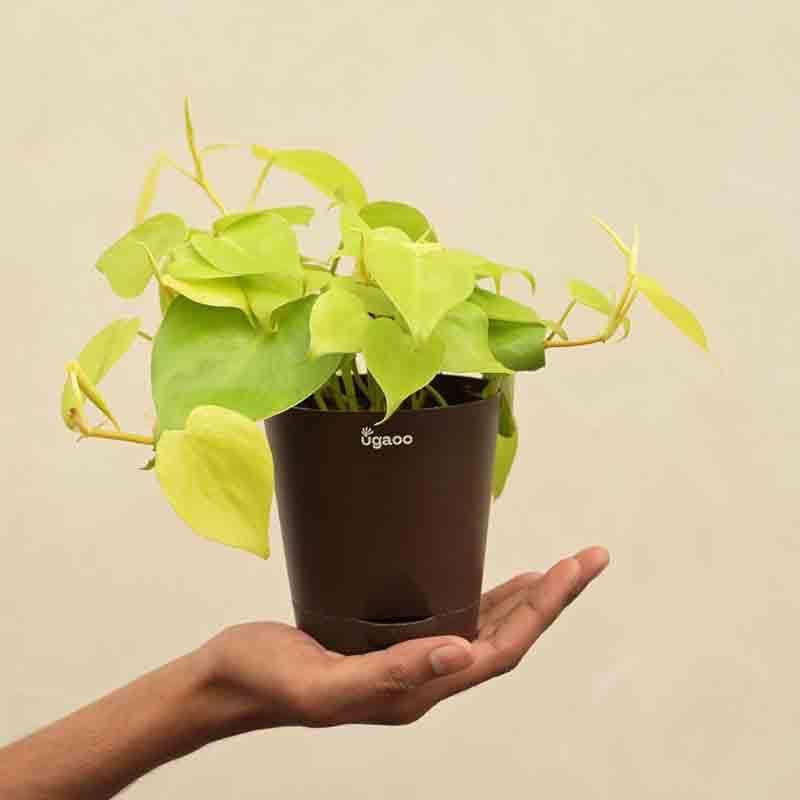 Buy Ugaoo Philodendron Oxycardium Golden Plant Live Plants from Vaaree